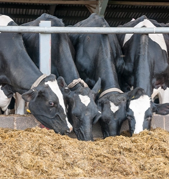 Beef ruminants