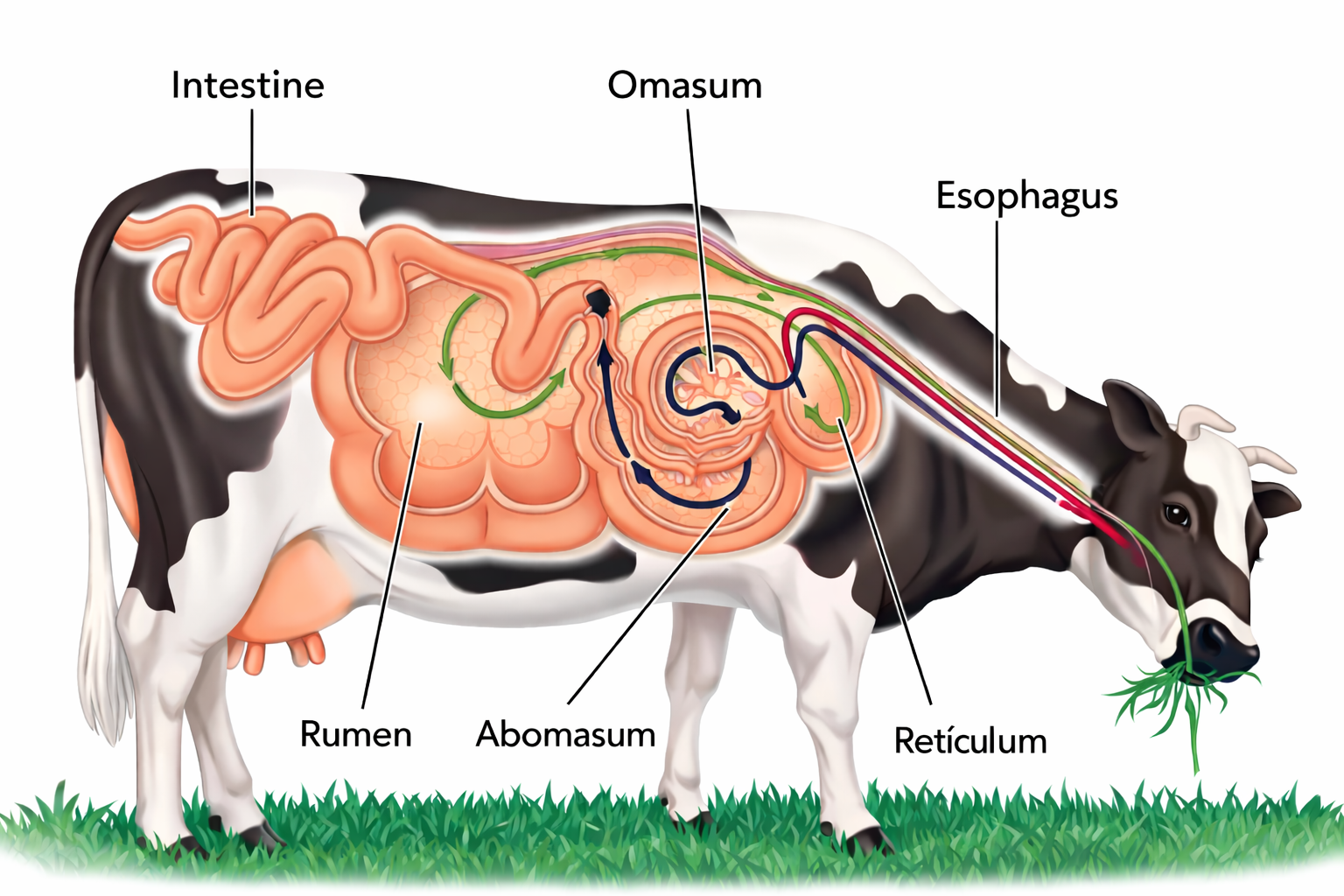 Cow digestive system