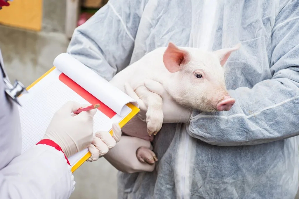 How fats are digested and used in pigs and poultry, when to include them in the diet, and which lipid profiles to apply depending on the production goal.