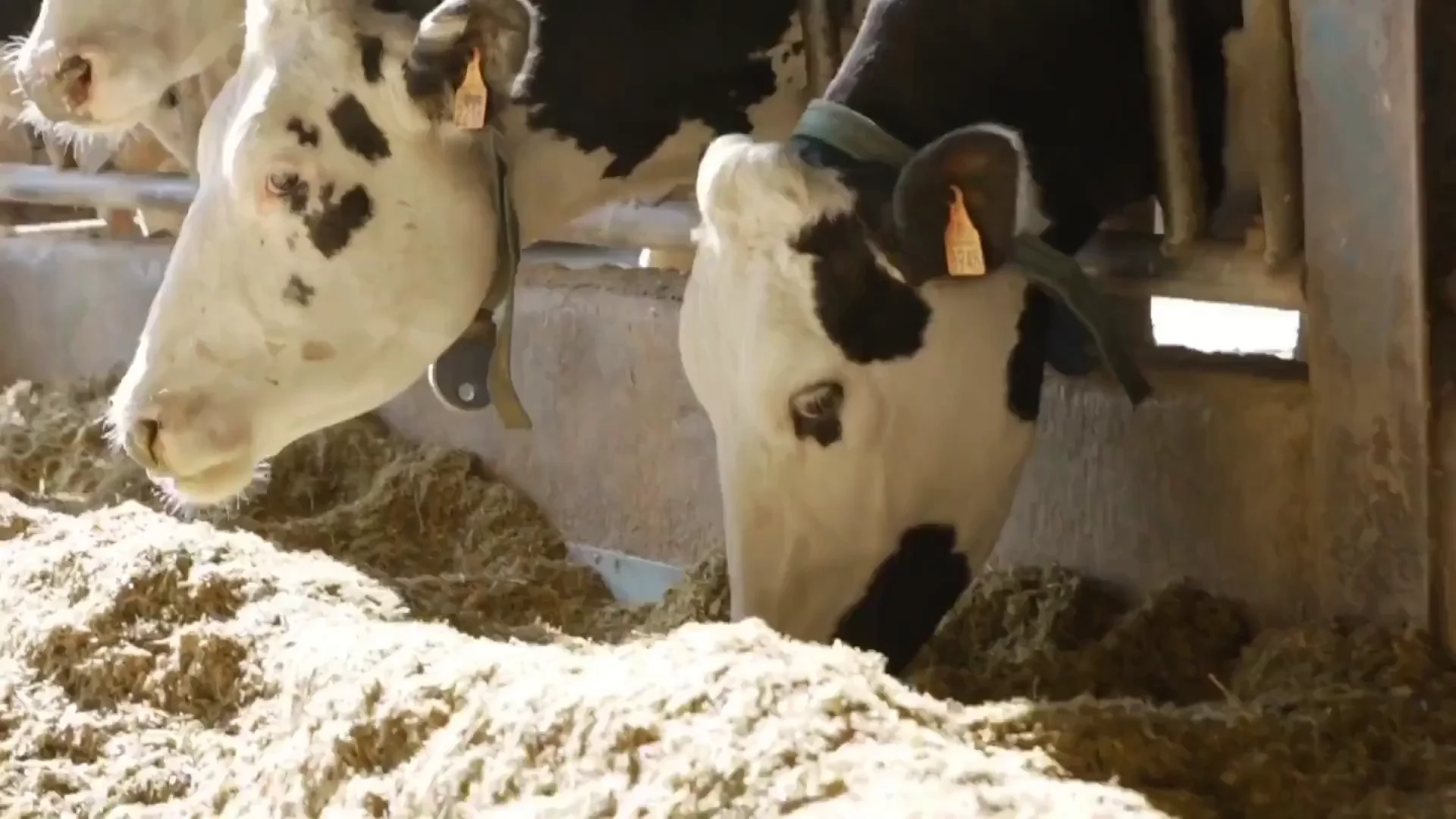 Global Experts in Advanced Animal Nutrition