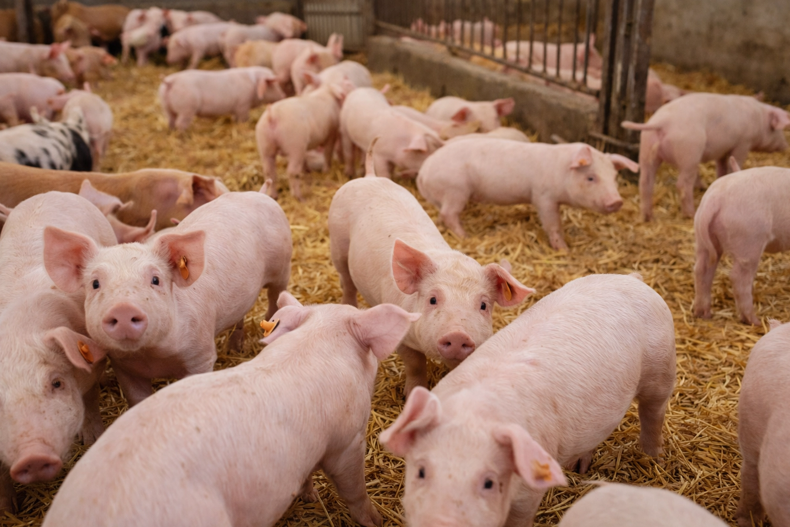 Monogastrics solutions