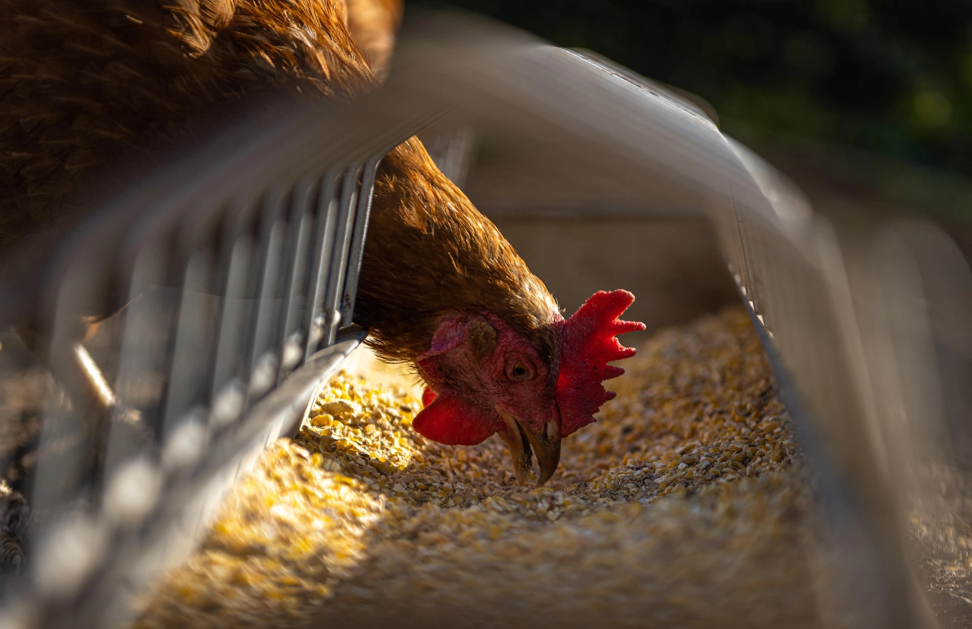 Poultry