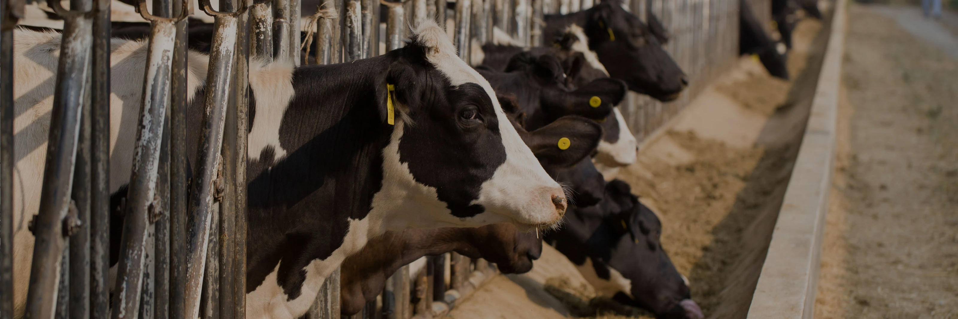 Ruminant Solutions