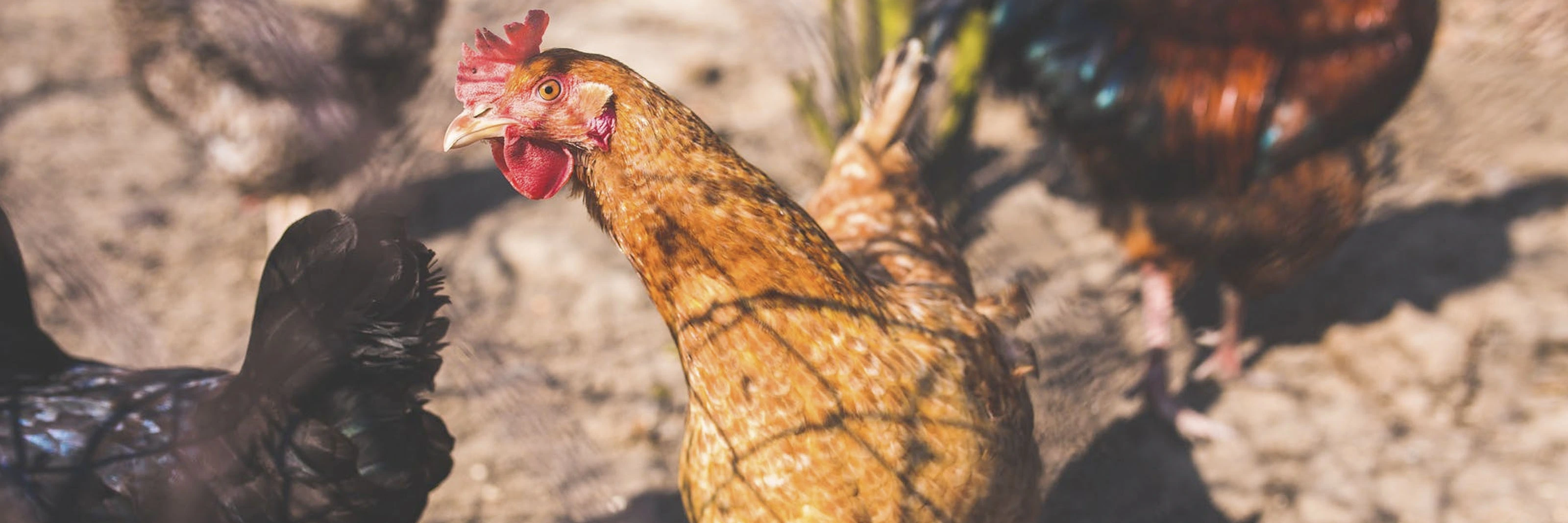 Monogastrics solutions