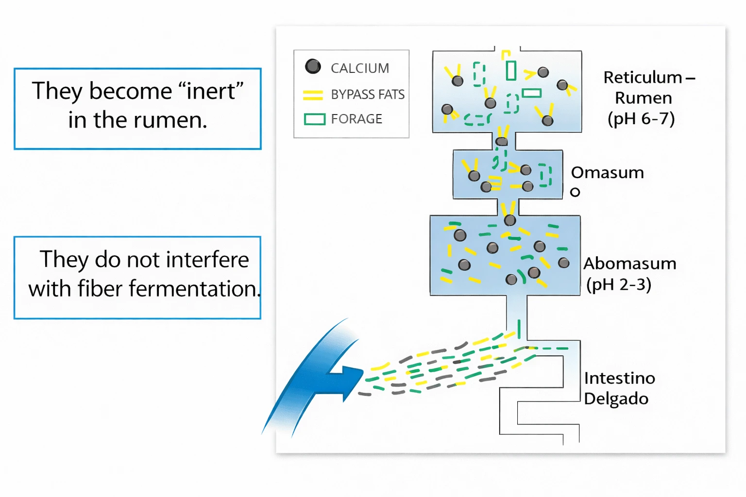 Diagram of protected fats (by-pass) in the ruminant digestive system