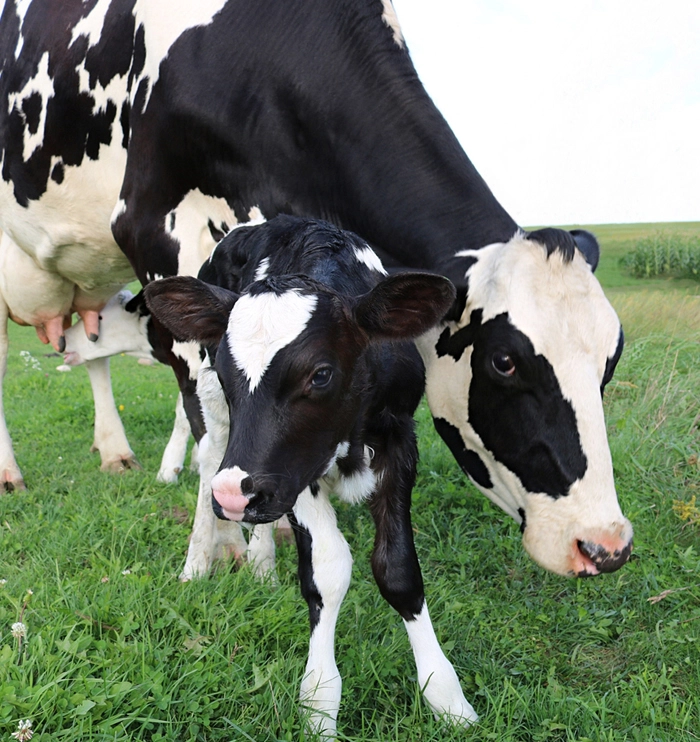 Bypass fats in ruminants: NEB, digestion and technical solutions