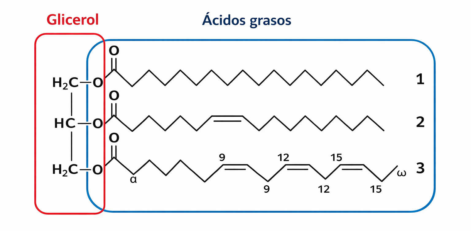 Diagrama de triglicérido: glicerol unido a tres ácidos grasos