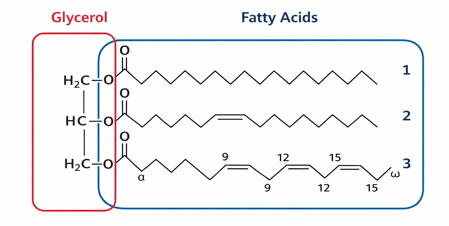 Triglyceride diagram: glycerol linked to three fatty acids