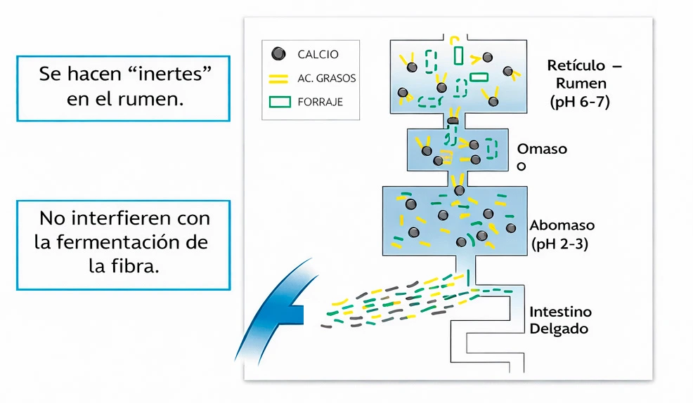 Diagrama de grasas protegidas (by-pass) en el sistema digestivo de rumiantes