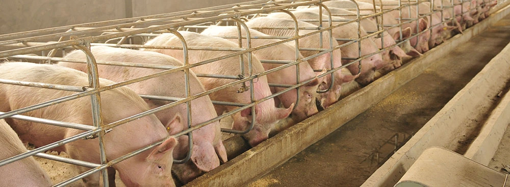 Monogastric Solutions